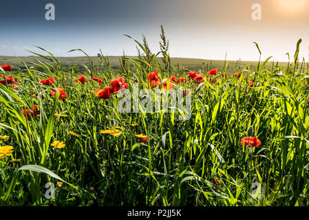 Coquelicot Papaver rhoeas fleurs de maïs et Glebionis segetum poussant dans un champ au champs arables Projet sur West Pentire à Newquay en Cornouailles. Banque D'Images