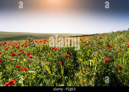 Coquelicot Papaver rhoeas poussant dans un champ au champs arables Projet sur West Pentire à Newquay en Cornouailles. Banque D'Images