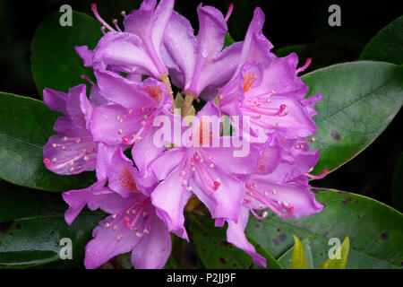 Rhododendron ponticum rhododendron (commune) en fleurs Banque D'Images