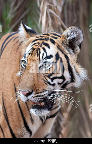 Photo de la tête d'un tigre du Bengale mâle Lilaas, sous-adulte cub Banque D'Images