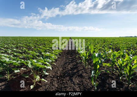 Les jeunes et le maïs vert champ de tournesol sous ciel nuageux, temps de jour Banque D'Images