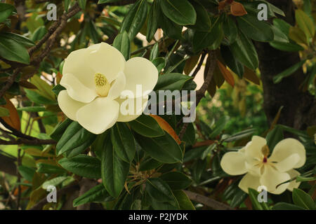 L'arbre en fleurs de la Magnolia grandiflora également connu sous le nom de Southern Magnolia. Banque D'Images