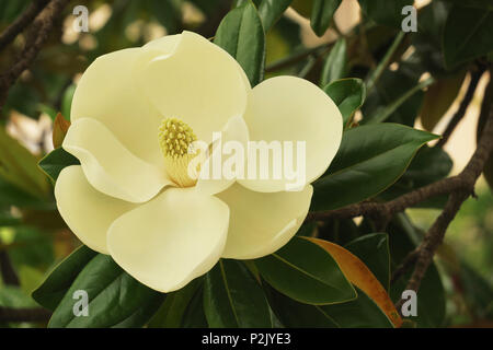 L'arbre en fleurs de la Magnolia grandiflora également connu sous le nom de Southern Magnolia. Banque D'Images