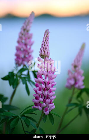 Lupins roses dans un brouillard close up Banque D'Images