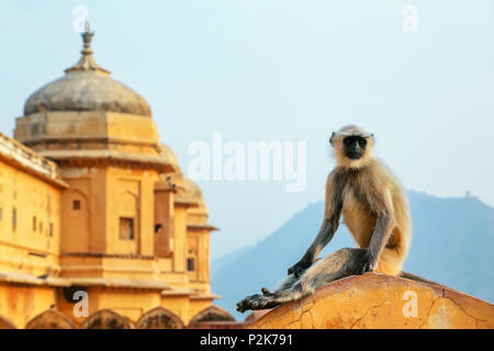 Entelle gris assis dans l'Amber Fort près de Jaipur, Rajasthan, Inde. Langurs gris sont les plus répandues de langurs de l'Asie du Sud. Banque D'Images