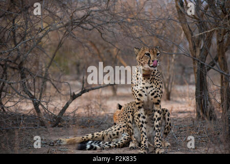 Guépards sauvages photographiés sur Safari en Afrique du Sud Banque D'Images