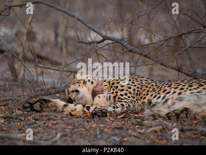 Guépards sauvages photographiés sur Safari en Afrique du Sud Banque D'Images