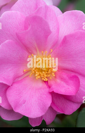 Rosa 'Cariad' / Auspanier. Rosier anglais arbustif Banque D'Images