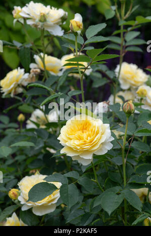 Rosa 'The pilgrim' / Auswalker. Anglais rosier grimpant Banque D'Images