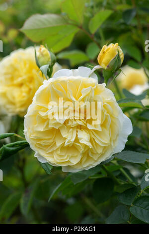 Rosa 'The pilgrim' / Auswalker. Anglais rosier grimpant Banque D'Images