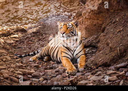 Sous-adultes mâles tigre du Bengale (Panthera tigris) au repos jusqu'à un sol rocailleux par un étang, le parc national de Ranthambore, Rajasthan, Inde du nord Banque D'Images