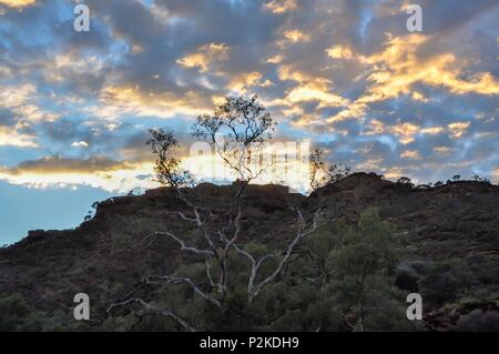 Arbres au sommet d'une crête silhouetté contre le ciel rougeoyant au lever du soleil Banque D'Images
