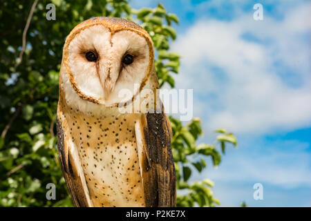 Effraie des clochers (Tyto alba) Banque D'Images