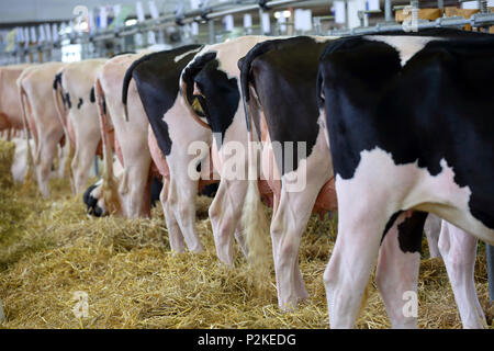 Les vaches noires et blanches dans l'écurie on farm Banque D'Images