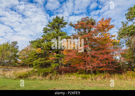 De grands chênes, d'érables et de pins montrer automne feuillage lumineux sous un ciel bleu parsemé de nuages dans Minnewaska State Park, NEW YORK Banque D'Images