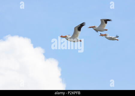 Trois pélicans, ailes déployées, voler dans un nuage blanc puffy dans un ciel bleu. Banque D'Images