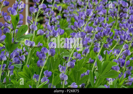 Baptisia australis, communément appelé indigo sauvage bleu ou bleu indigo faux sur un jour nuageux dans le jardin. Banque D'Images