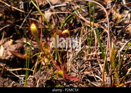 L'oblongues-leaved sundew Drosera intermedia,, dans le soleil d'été, Forsinard, Sutherland, Scotland. 28 Mai 2018 Banque D'Images