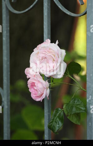 Près d'une rose rose fleur. Banque D'Images