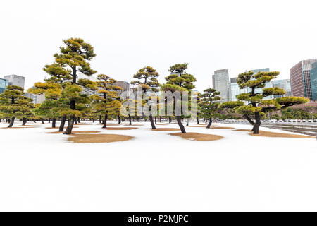 La neige et les arbres de pins avec des gratte-ciel autour de Palais Impérial, Chiyoda-ku, Tokyo, Japon Banque D'Images