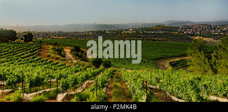 Vignobles dans les montagnes près de Jérusalem, Israël, photographiée à l'aube Banque D'Images