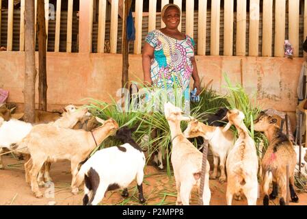 Togo, Lomé, Assilassime ONG appuyées par Entrepreneurs du Monde, femme qui ont bénéficié de micro-crédit sans garantie d'élever des animaux à vendre Banque D'Images