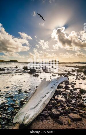Caraïbes, Petites Antilles, Saint Vincent et les Grenadines, Bequia, connu pour la perpétuation de la chasse traditionnelle, l'Amitié Bay, fragment de mâchoire de baleine, Semple's Cay station baleinière dans l'arrière-plan Banque D'Images