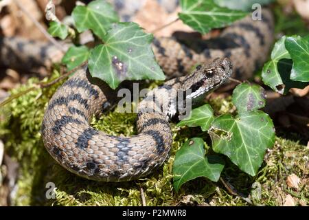 France, Doubs, La vipère aspic, Vipera aspis, éveillé au printemps Banque D'Images