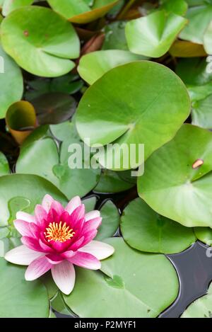 La France, Tarn, Cordes sur Ciel, étiqueté les Plus Beaux Villages de France, les Jardins du Paradis, water lily Banque D'Images