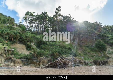 Les arbres qui poussent sur la falaise de sable avec sun shining through, Waitawa Regional Park, New Zealand Banque D'Images