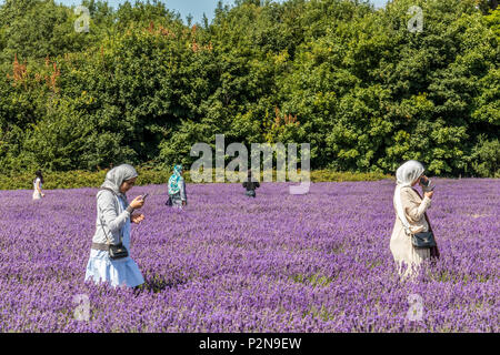 Visiteurs à Mayfield champs de lavande North Surrey Downs UK Banque D'Images