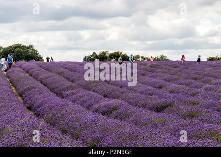 Visiteurs à Mayfield champs de lavande North Surrey Downs UK Banque D'Images