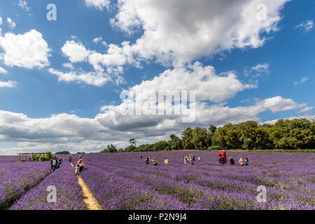 Visiteurs à Mayfield champs de lavande North Surrey Downs UK Banque D'Images