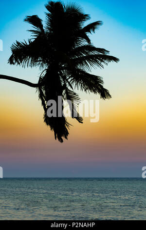 Palm Tree Sunset Banque D'Images