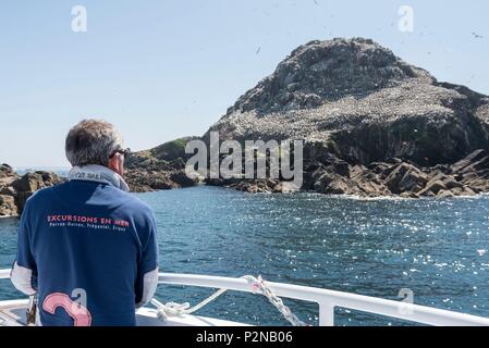 France, Cotes d'Armor, Perros Guirec, escursion près de la colonie de fous de Bassan de l'île Rouzic dans la réserve naturelle des sept îles Banque D'Images