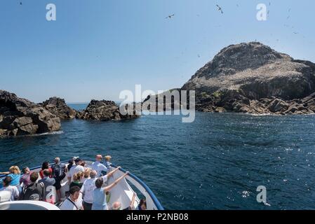 France, Cotes d'Armor, Perros Guirec, escursion près de la colonie de fous de Bassan de l'île Rouzic dans la réserve naturelle des sept îles Banque D'Images