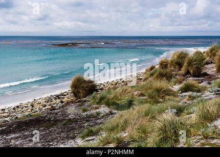 Îles Malouines, l'île de Sea Lion littoral Banque D'Images