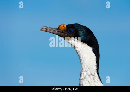 Îles Falkland, Pebble Island, Leucocarbo atriceps, Portrait d'un Imperial shag Banque D'Images