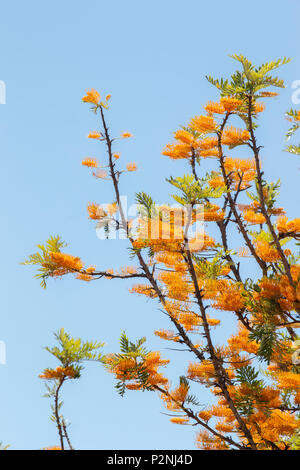 Vue de la soie en fleurs chêne (Grevillea robusta) arbre dans le ressort. Banque D'Images