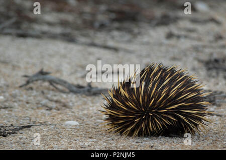 L'échidné en position de sûreté à la plage dans l'ouest de l'Australie, 2018 Banque D'Images