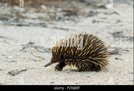 L'échidné en position de sûreté à la plage dans l'ouest de l'Australie, 2018 Banque D'Images