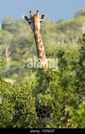 L'Afrique du Sud, Sabi Sand game reserve, dans le sud de Girafe (Giraffa giraffa), homme Banque D'Images