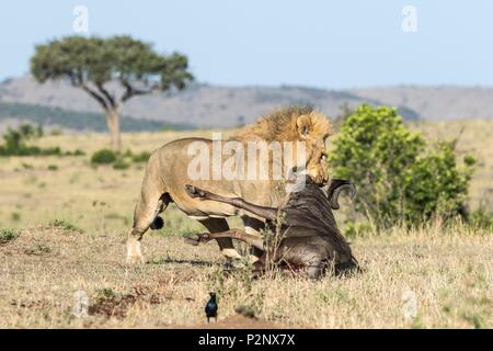 Au Kenya, la réserve Masai-Mara, lion (Panthera leo), homme portant un gnous Banque D'Images