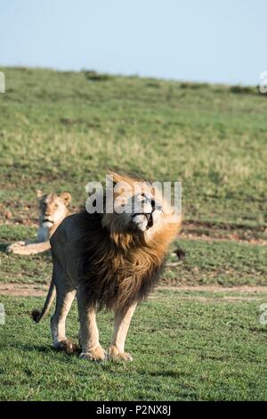 Au Kenya, la réserve Masai-Mara, lion (Panthera leo), homme hoche la tête Banque D'Images