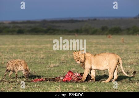 Au Kenya, la réserve Masai-Mara, lion (Panthera leo), homme de manger et de l'hyène tachetée Banque D'Images