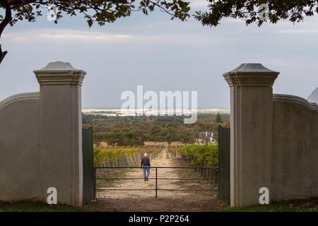 L'Afrique du Sud, Western Cape, Constantia vignoble en automne Banque D'Images