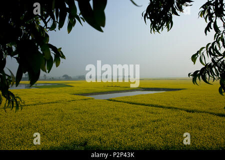 Une moutarde au champ fleuri Chalan Beel à Natore. Le Bangladesh Banque D'Images