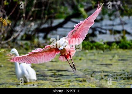 Roseate spoonbill nourriture dans la matinée. Banque D'Images