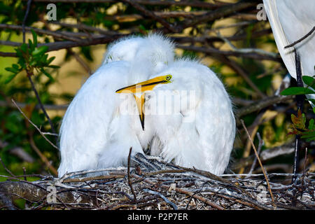 Grande Aigrette poussins sont le réchauffement de l'autre sur la froide matinée. Banque D'Images