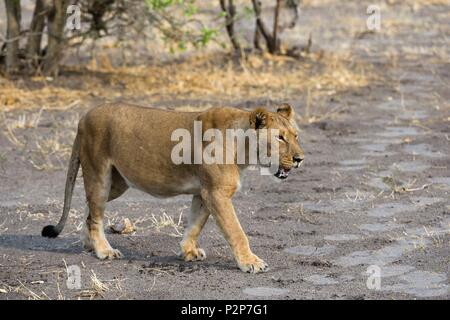 Une lionne, Panthera leo, marche, Savuti, Chobe National Park, Botswana Banque D'Images